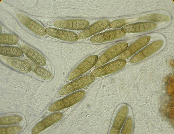macrostoma
