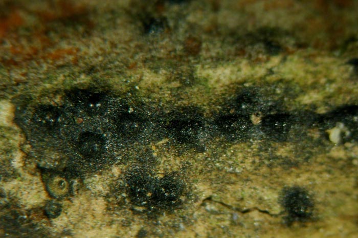 macrostoma