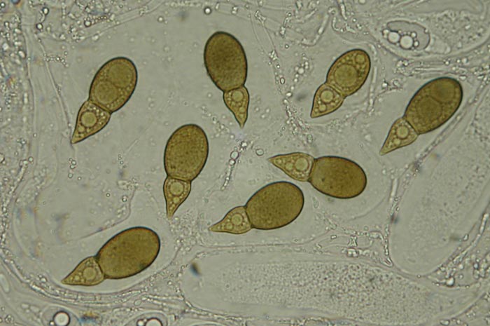 macrostoma