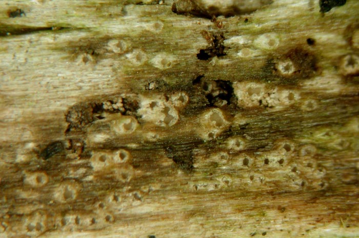 macrostoma