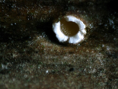 macrostoma