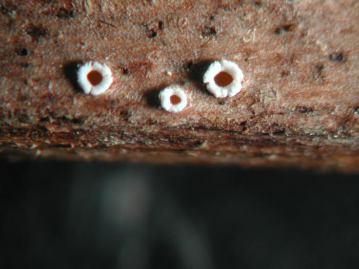 macrostoma