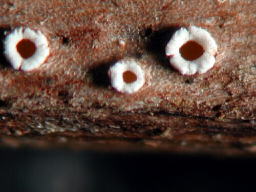 macrostoma