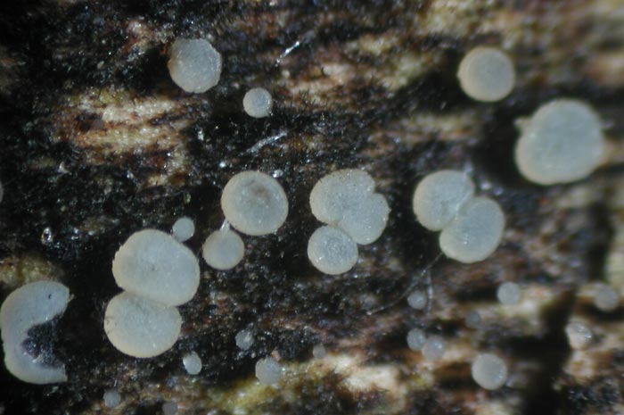 macrostoma