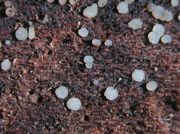 macrostoma