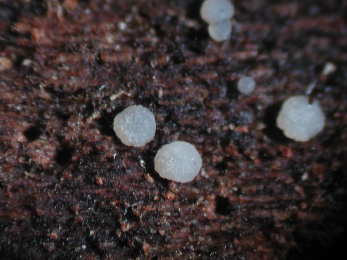 macrostoma