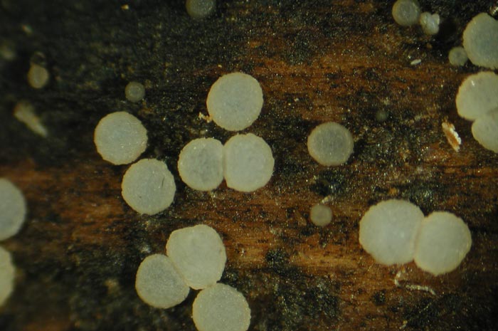 macrostoma
