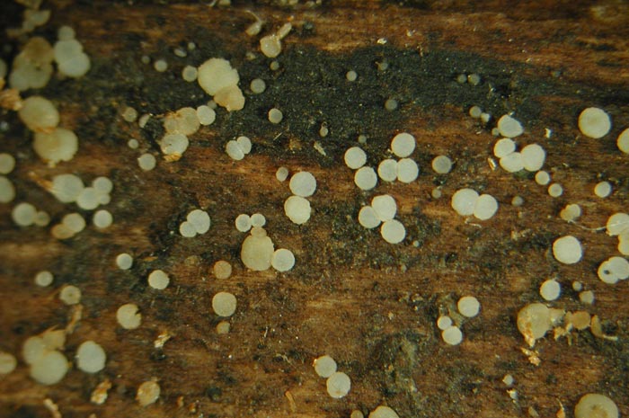macrostoma