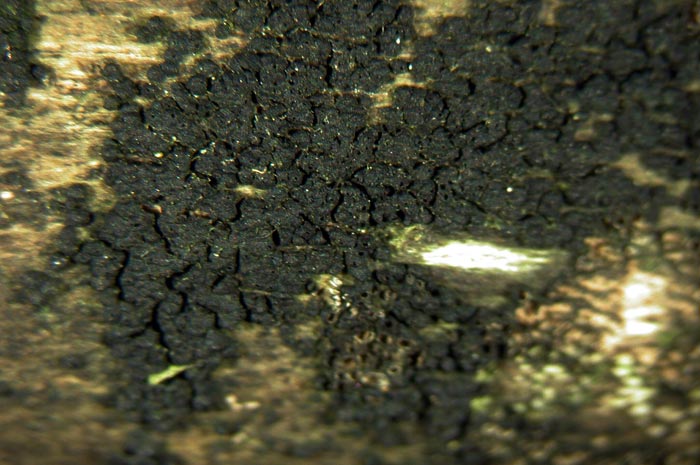 macrostoma