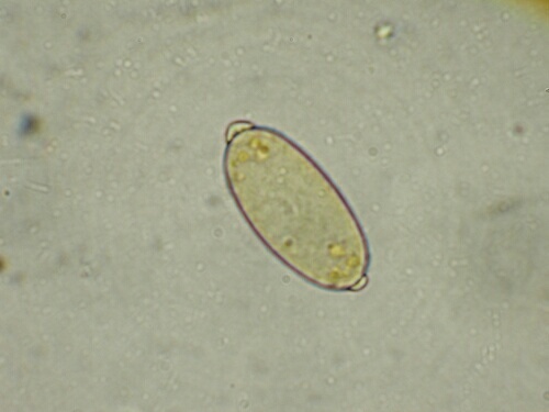 macrostoma