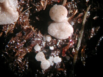 macrostoma