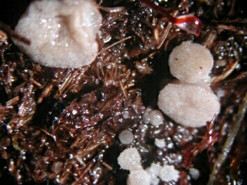 macrostoma