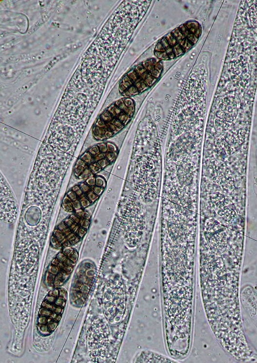 macrostoma