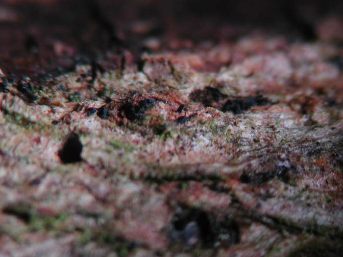 macrostoma