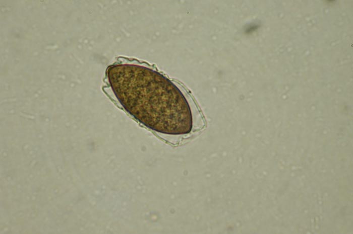 macrostoma