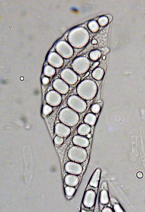 macrostoma