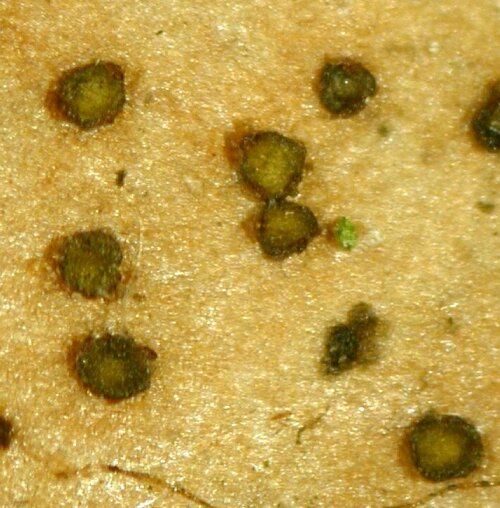 macrostoma