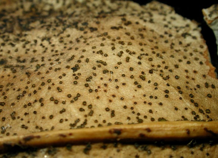 macrostoma