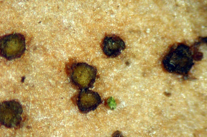 macrostoma