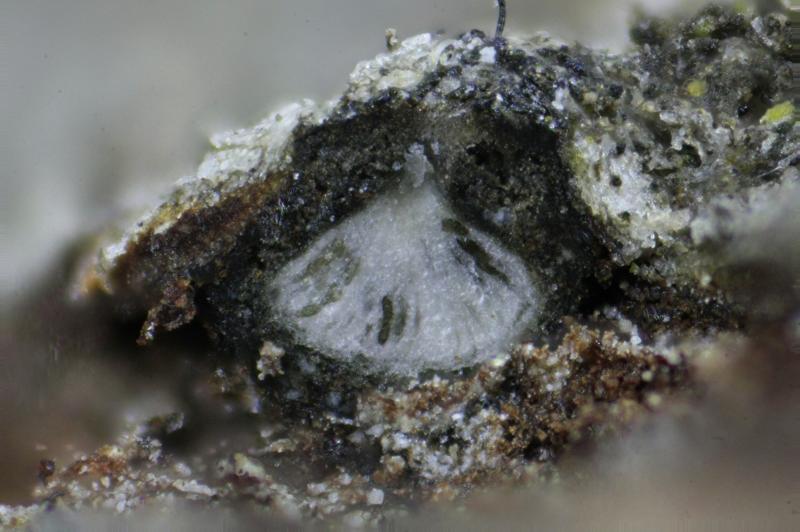 macrostoma