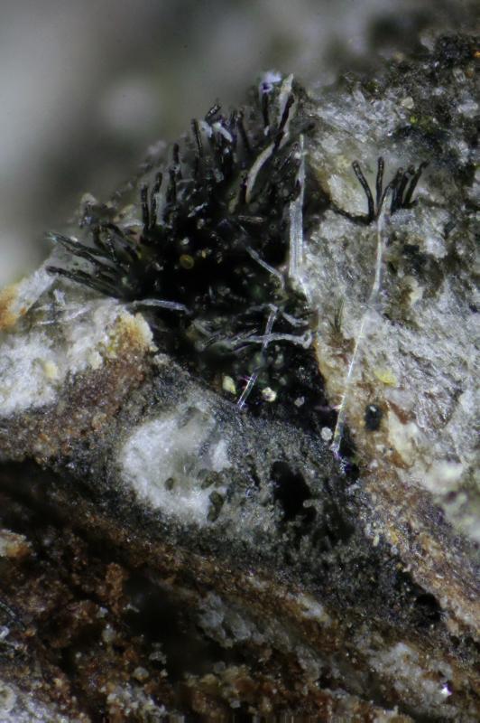 macrostoma