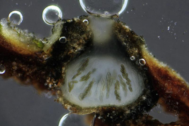 macrostoma