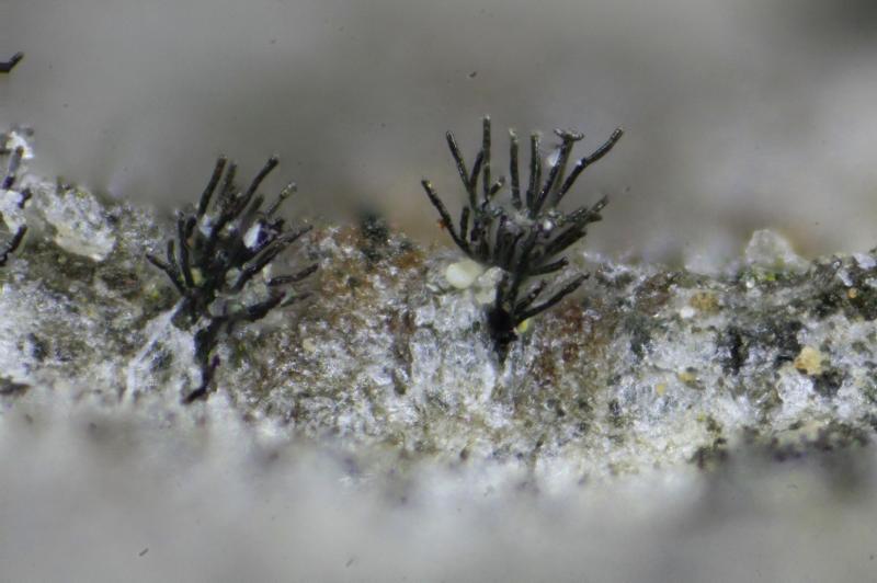 macrostoma