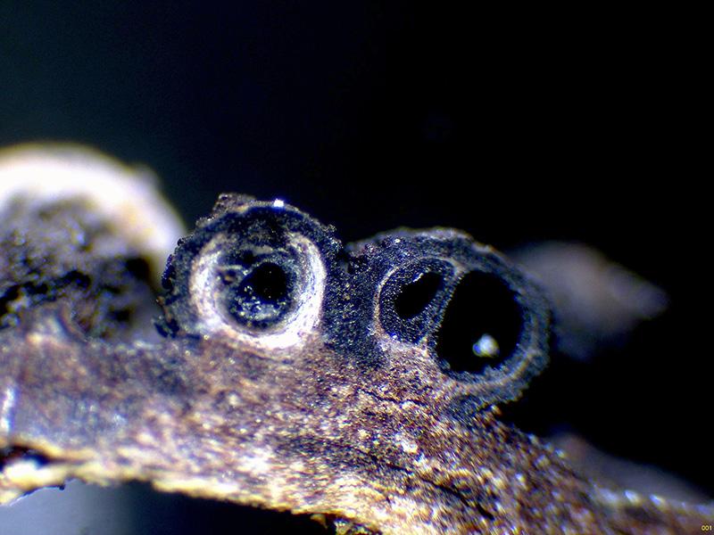 macrostoma