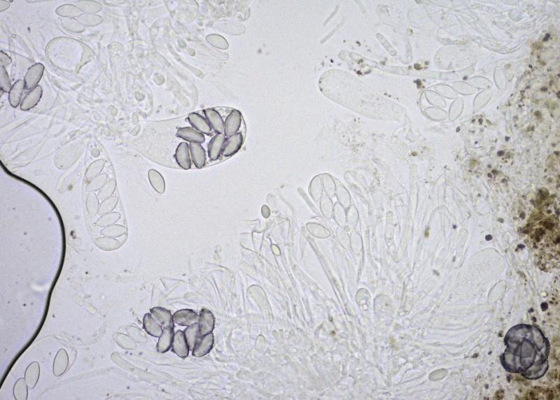 macrostoma
