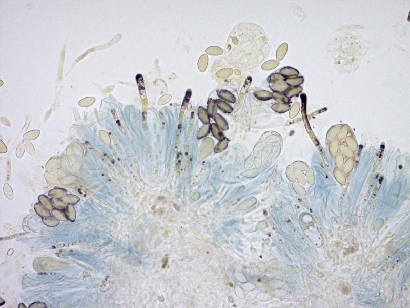 macrostoma