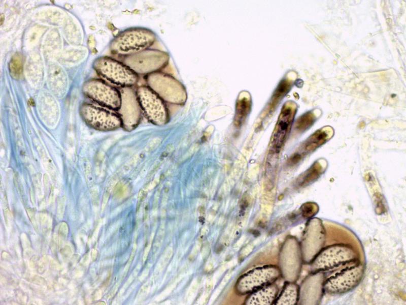 macrostoma