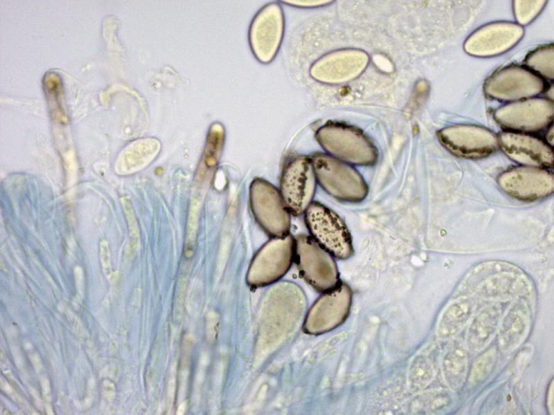 macrostoma