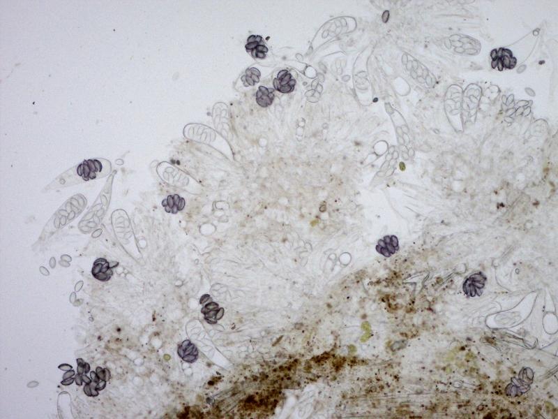 macrostoma
