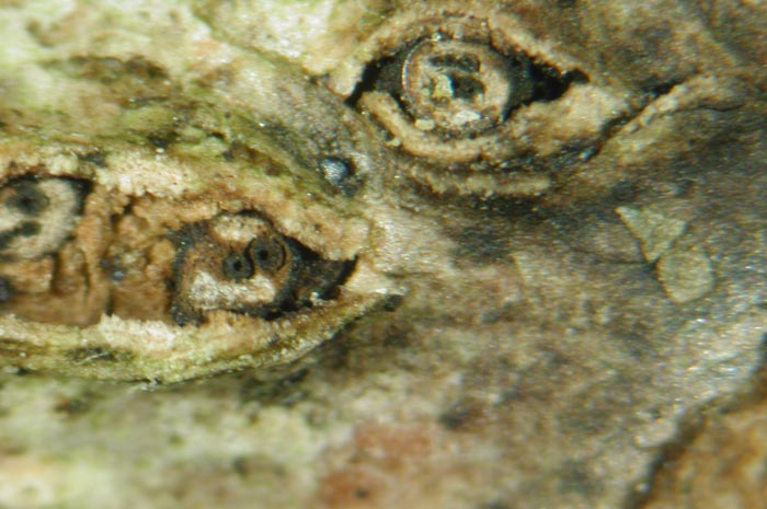 macrostoma