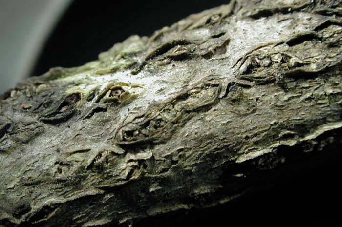 macrostoma