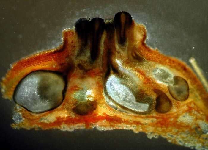 macrostoma