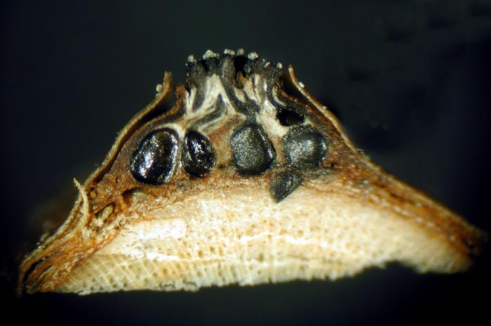 macrostoma