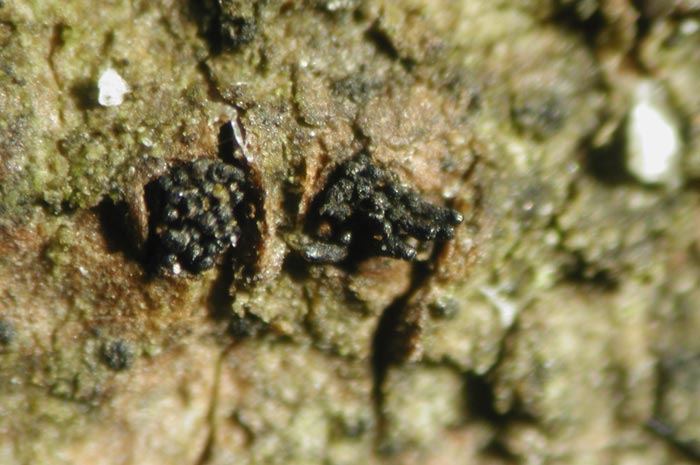 macrostoma