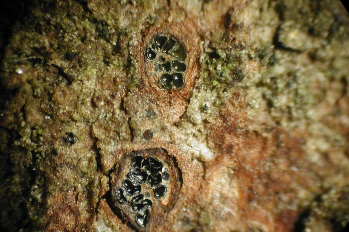 macrostoma