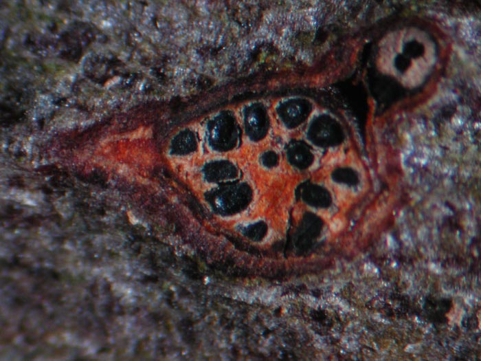 macrostoma