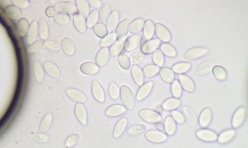 macrostoma