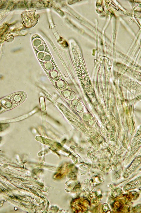 macrostoma