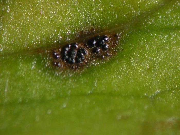 macrostoma