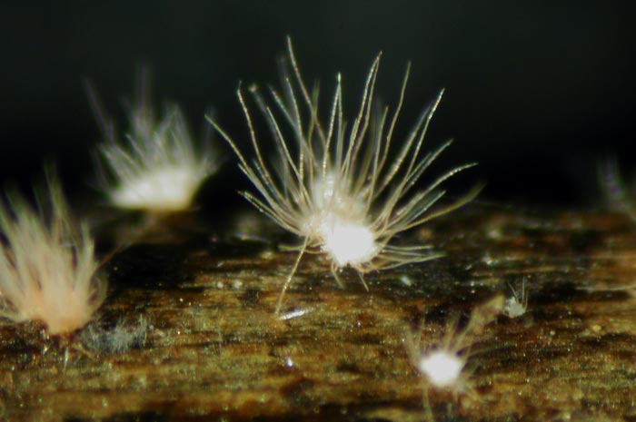 macrostoma