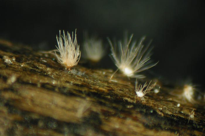 macrostoma