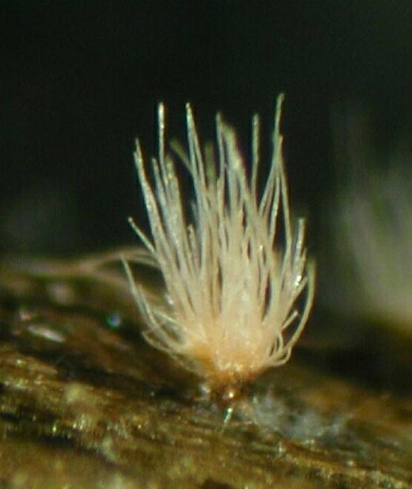 macrostoma