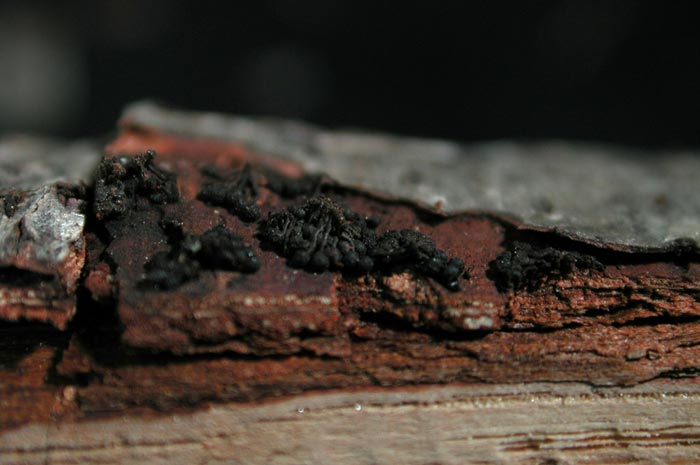 macrostoma