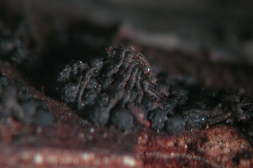 macrostoma