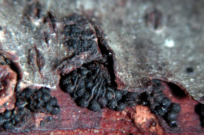 macrostoma