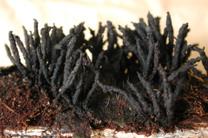 macrostoma